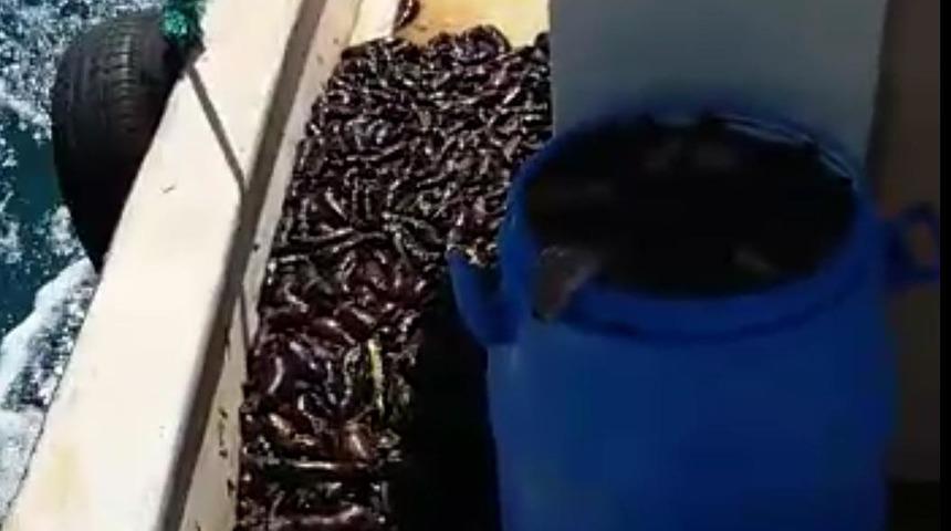 Denizde 'patlıcan' operasyonu