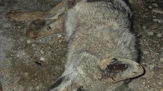 Otomobilin çarptığı kurt telef oldu