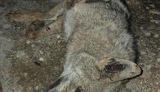 Otomobilin &ccedil;arptığı kurt telef oldu