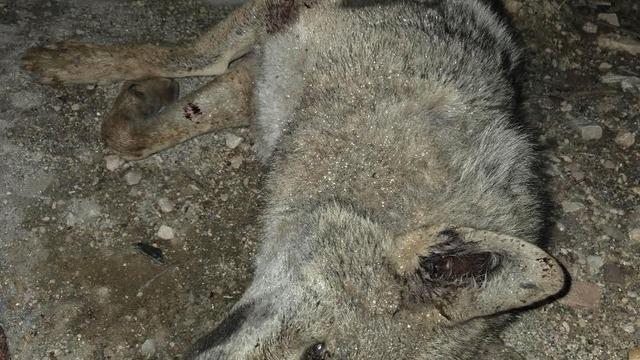 Otomobilin çarptığı kurt telef oldu