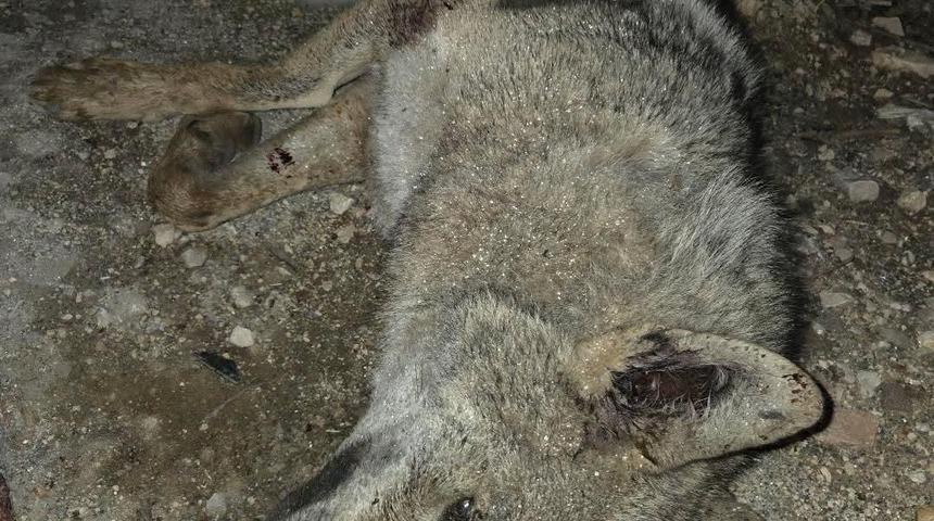 Otomobilin &ccedil;arptığı kurt telef oldu