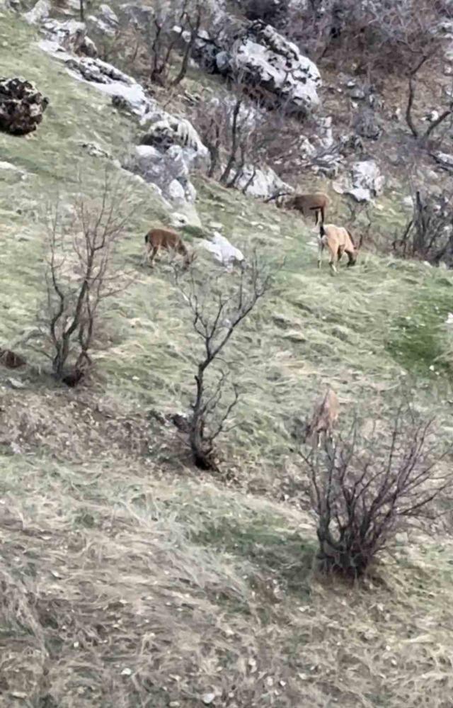 Diyarbakır&rsquo;da nesli koruma altında olan dağ ke&ccedil;ileri g&ouml;r&uuml;ld&uuml; 3