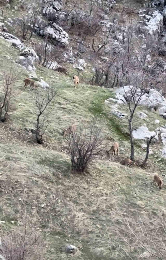 Diyarbakır&rsquo;da nesli koruma altında olan dağ ke&ccedil;ileri g&ouml;r&uuml;ld&uuml; 2