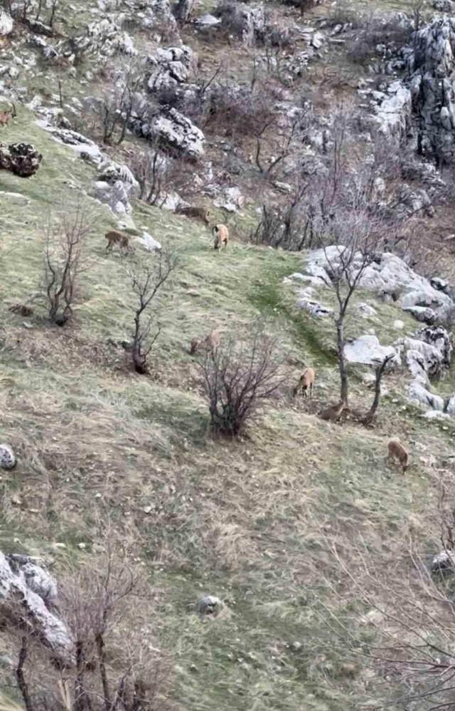 Diyarbakır&rsquo;da nesli koruma altında olan dağ ke&ccedil;ileri g&ouml;r&uuml;ld&uuml; 1