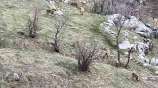 Diyarbakır’da nesli koruma altında olan dağ keçileri görüldü