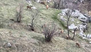 Diyarbakır&rsquo;da nesli koruma altında olan dağ ke&ccedil;ileri g&ouml;r&uuml;ld&uuml;