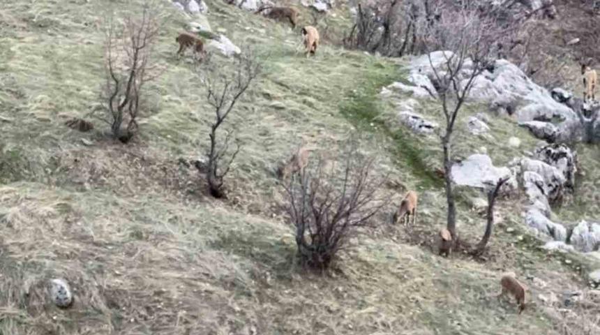 Diyarbakır&rsquo;da nesli koruma altında olan dağ ke&ccedil;ileri g&ouml;r&uuml;ld&uuml;