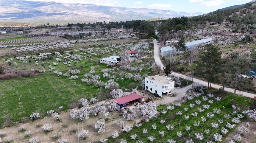 Mersin'de erik ağa&ccedil;ları &ccedil;i&ccedil;ek a&ccedil;tı