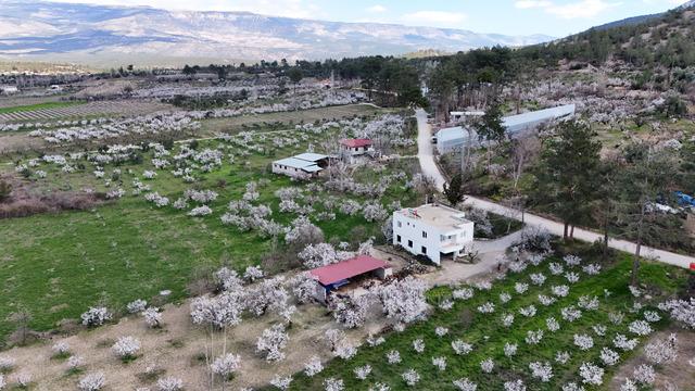Mersin'de erik ağaçları çiçek açtı