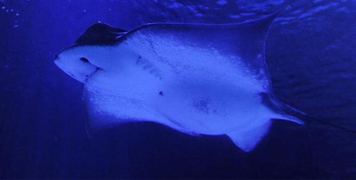 İşte denizlere inecek o 'canavar' G1