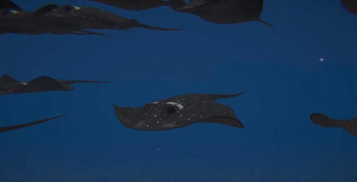 İşte denizlere inecek o 'canavar' G2