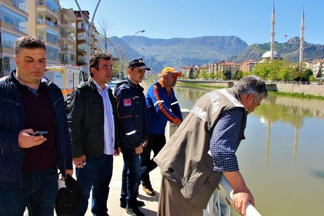 Yolunu şaşıran karaca Yeşilırmak’a daldı