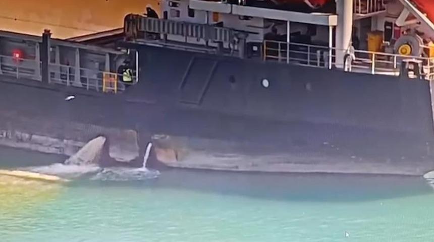 Mersin'de denizi kirleten gemiye 13 milyon TL ceza kesildi, gemi rıhtıma bağlandı