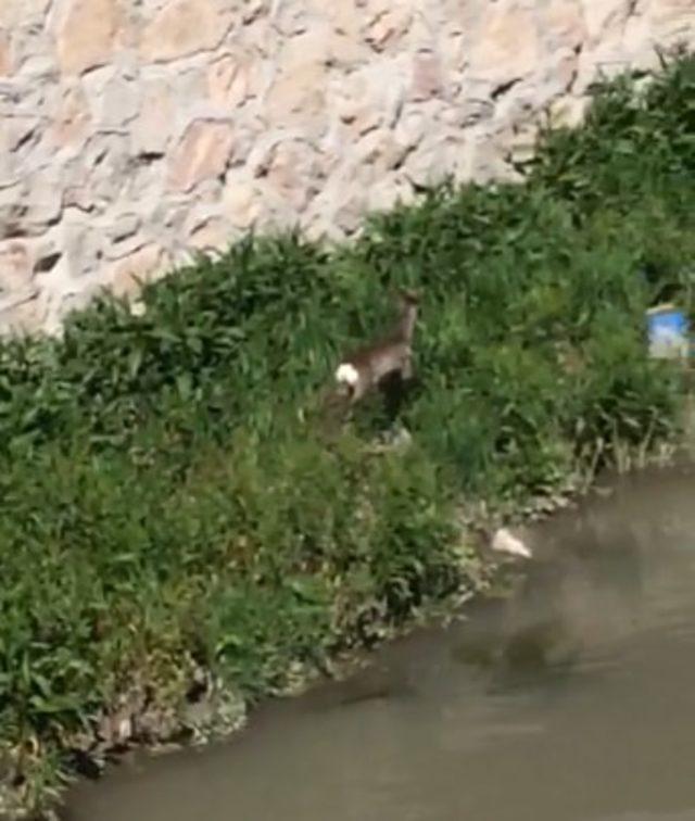 Karaca, kent merkezine indi