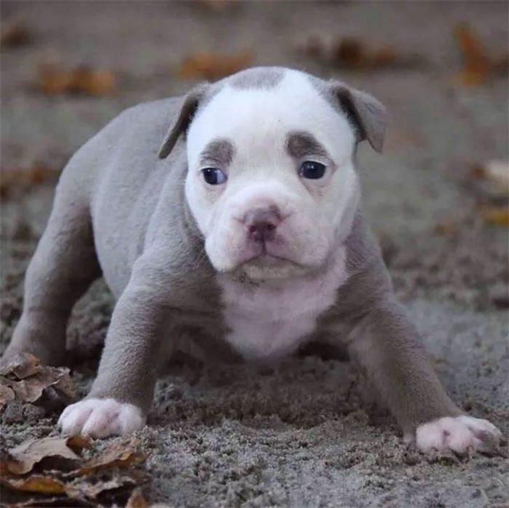 İnternetin yeni fenomeni: Üzgün suratlı köpek 'Bayan Kaş' G1