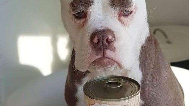 İnternetin yeni fenomeni: Üzgün suratlı köpek 'Bayan Kaş'