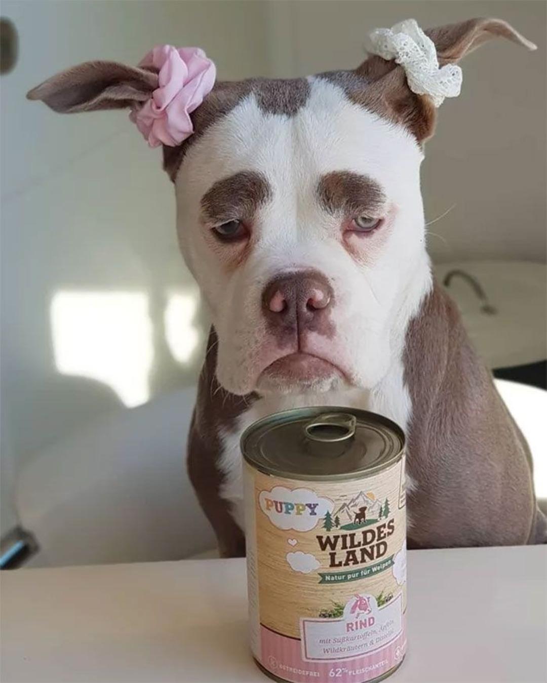 İnternetin yeni fenomeni: &Uuml;zg&uuml;n suratlı k&ouml;pek 'Bayan Kaş'