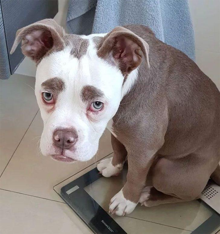 İnternetin yeni fenomeni: Üzgün suratlı köpek 'Bayan Kaş' G3