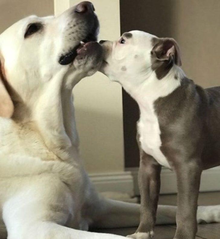 İnternetin yeni fenomeni: Üzgün suratlı köpek 'Bayan Kaş' G4