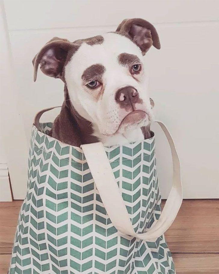 İnternetin yeni fenomeni: Üzgün suratlı köpek 'Bayan Kaş' G5