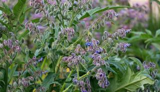 Yol kenarında kendiliğinden yetişiyor: Vitamin deposuymuş!