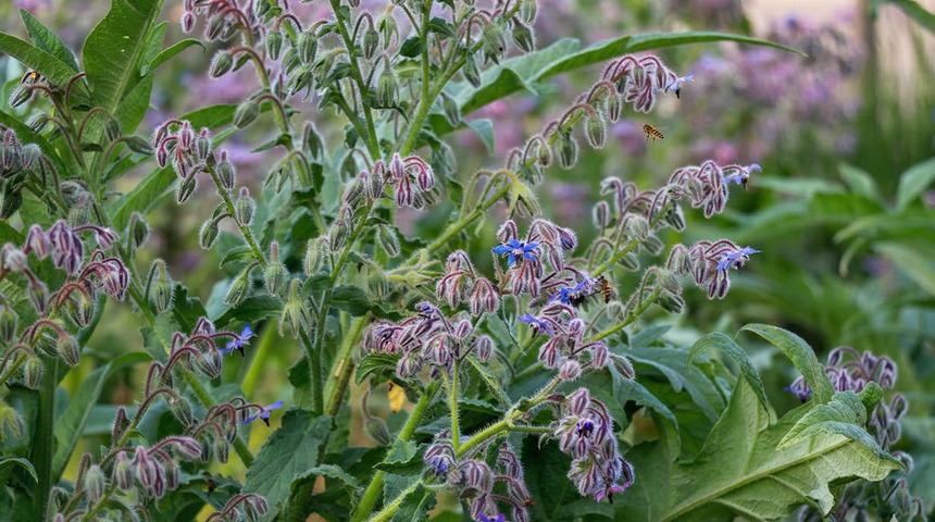Anadolu&rsquo;da yıllardır t&uuml;ketiliyor! Yol kenarında kendiliğinden yetişen ebeg&uuml;meci meğer vitamin deposuymuş