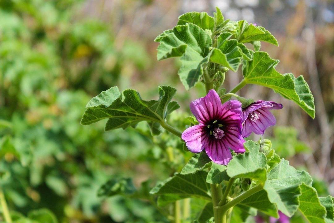 Anadolu&rsquo;da yıllardır t&uuml;ketiliyor! Yol kenarında kendiliğinden yetişen ebeg&uuml;meci meğer vitamin deposuymuş 1