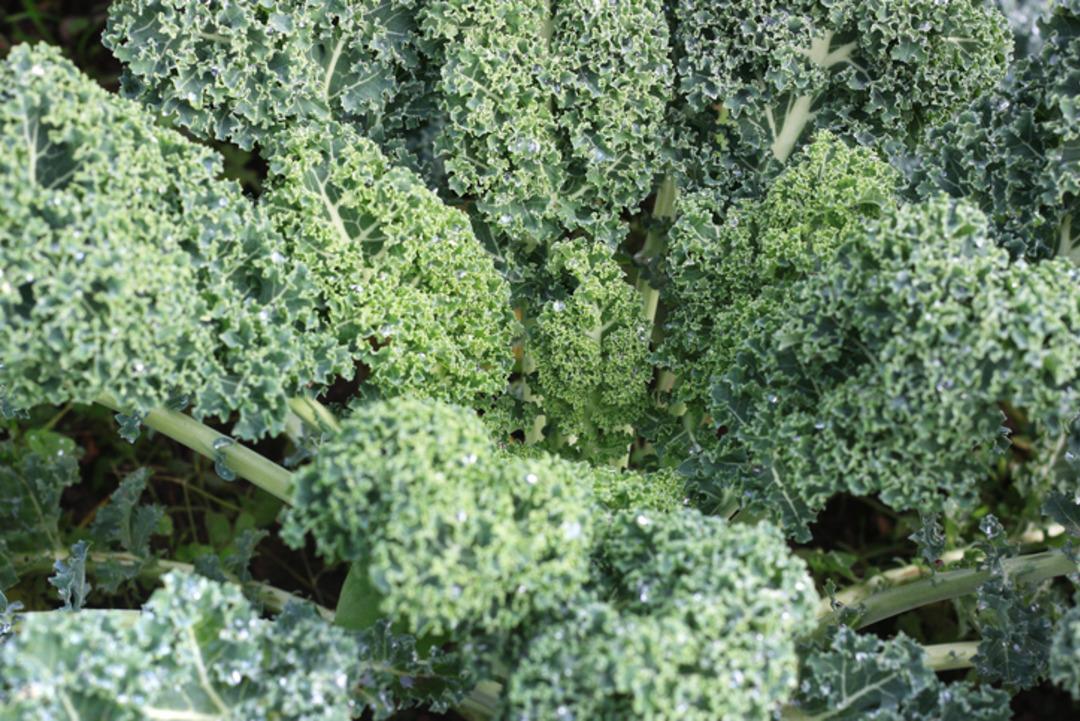 D&uuml;nya bu sebzeyi konuşuyor ama T&uuml;rkiye&rsquo;de neredeyse kimse almıyor 3