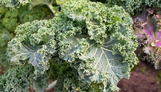 D&uuml;nya bu sebzeyi konuşuyor ama T&uuml;rkiye&rsquo;de neredeyse kimse almıyor