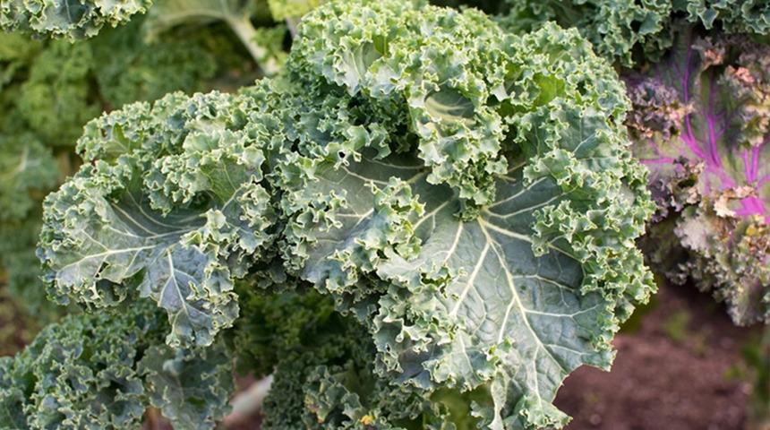 D&uuml;nya bu sebzeyi konuşuyor ama T&uuml;rkiye&rsquo;de neredeyse kimse almıyor