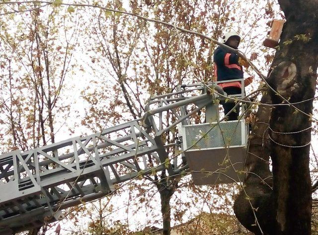 Malatya’daki kuş yuvaları onarıldı