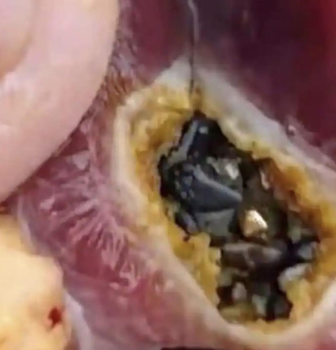 Beslediği &ouml;rdek altın yumurtlayan tavuk &ccedil;ıktı! Karnında &ccedil;il &ccedil;il altın taşıyormuş&nbsp; 2