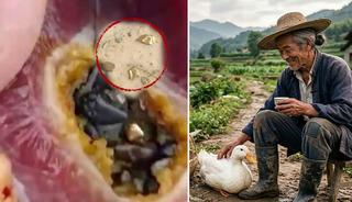 &Ouml;rdek altın yumurtlayan tavuk &ccedil;ıktı! &Ccedil;il &ccedil;il altın taşıyormuş&nbsp;