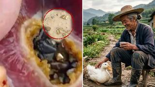 Beslediği ördek altın yumurtlayan tavuk çıktı! Karnında çil çil altın taşıyormuş 