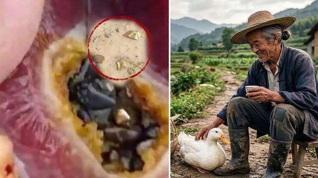 Beslediği ördek altın yumurtlayan tavuk çıktı! Karnında çil çil altın taşıyormuş 
