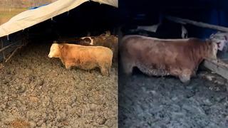 Hayvanlara işkence cezasız kalmadı! İnceleme başlatıldı