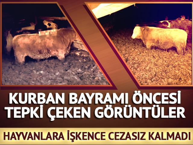 Hayvanlara işkence cezasız kalmadı! İnceleme başlatıldı