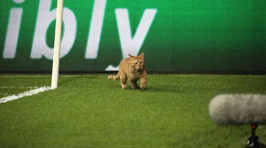 Vodafone Park'ta kedi sürprizi!