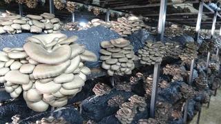 Çarşamba’da istiridye mantarı üretimi artıyor