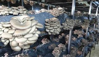 &Ccedil;arşamba&rsquo;da istiridye mantarı &uuml;retimi artıyor