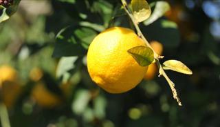 Limonda g&uuml;mr&uuml;k vergisi yeniden d&uuml;zenlendi