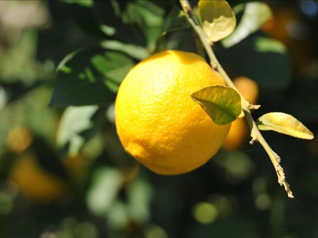 Limonda g&uuml;mr&uuml;k vergisi yeniden d&uuml;zenlendi