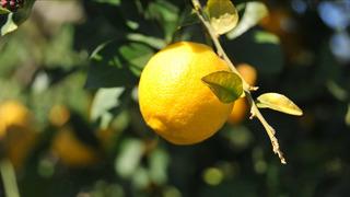 Limonda gümrük vergisi yeniden düzenlendi