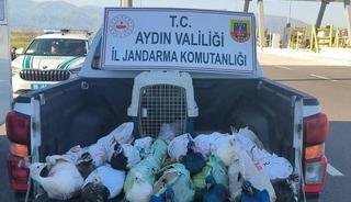 Nazilli&rsquo;de tavus kuşu operasyonu