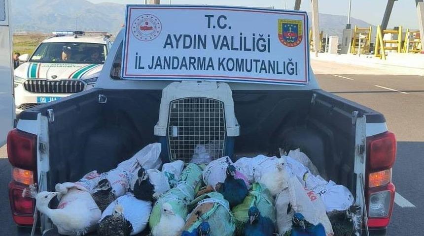 Nazilli&rsquo;de tavus kuşu operasyonu