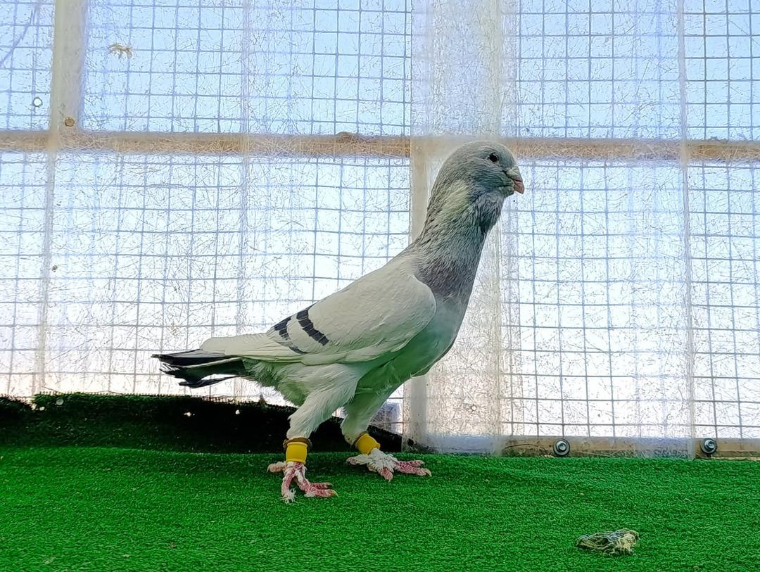 Memurdu, istifa edip başladı: Araba fiyatına satıyor  1 milyon TL yi bulan var  3