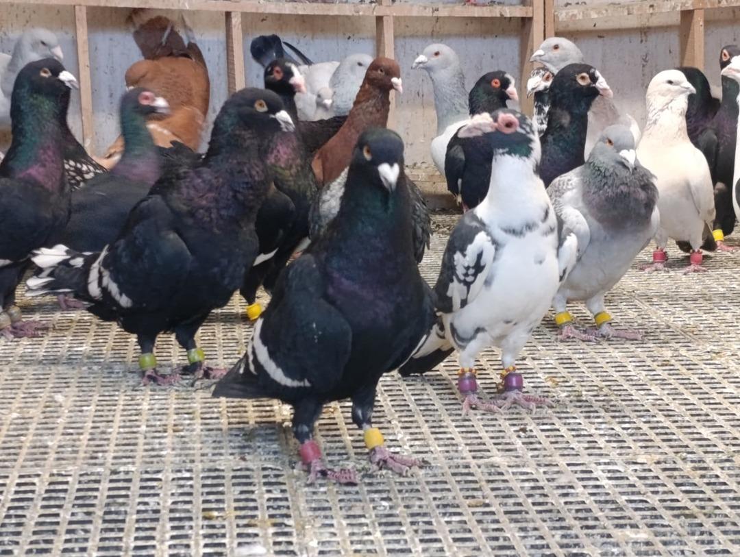 Memurdu, istifa edip başladı: Araba fiyatına satıyor  1 milyon TL yi bulan var  5