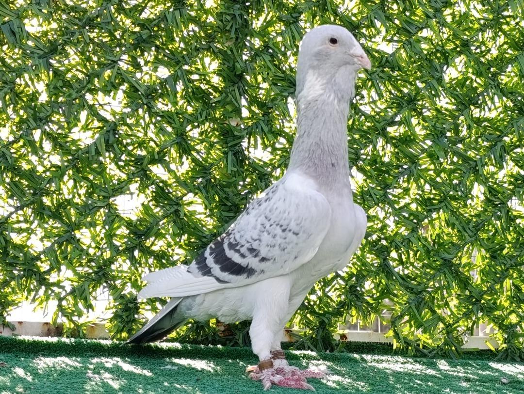 Memurdu, istifa edip başladı: Araba fiyatına satıyor  1 milyon TL yi bulan var  6