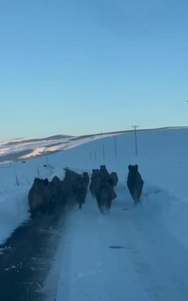 Karlı k&ouml;y yolundaki domuz s&uuml;r&uuml;s&uuml; kamerada 3