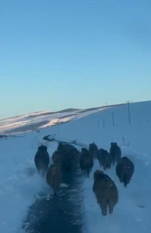 Karlı k&ouml;y yolundaki domuz s&uuml;r&uuml;s&uuml; kamerada 2